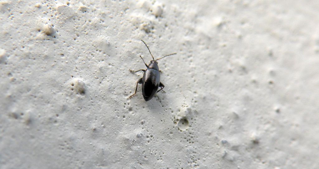Qui andiamo sul difficile... Phyllotreta sp.